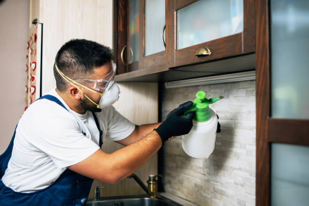 Insect Control in Tolono, IL