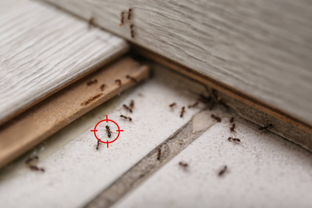 Professional Pest Control in Tolono, IL