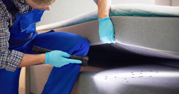 Wasp Removal Services in Tolono, IL
