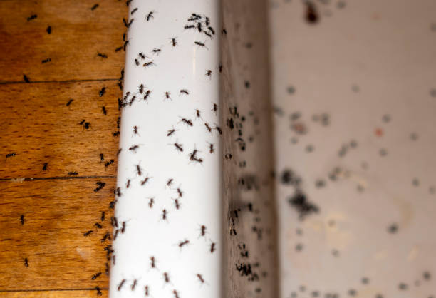 Best Best Pest Control Companies  in Tolono, IL