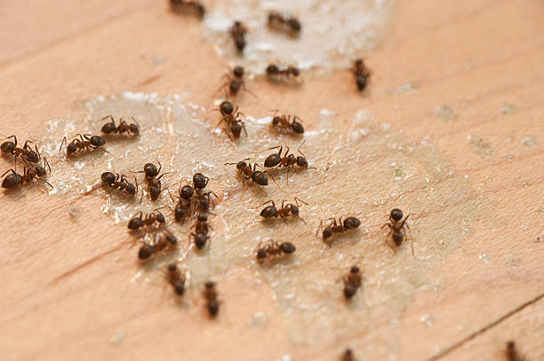 Best Bed Bug Extermination  in Tolono, IL