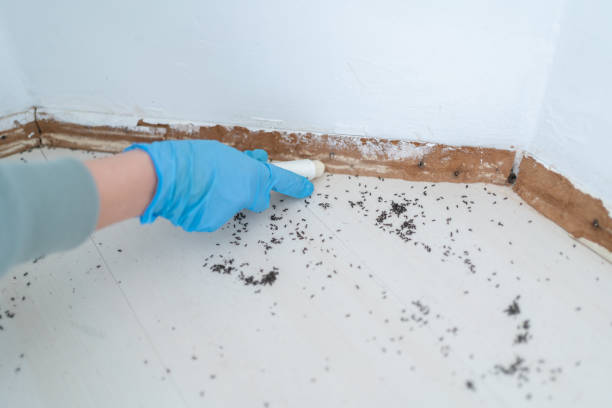 Best Pest Control Treatment  in Tolono, IL